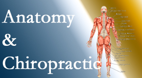 Young Chiropractic proudly delivers chiropractic care based on knowledge of anatomy to diagnose and treat spine related pain.