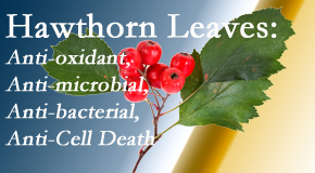 Young Chiropractic presents new research regarding the flavonoids of the hawthorn tree leaves’ extract that are antioxidant, antibacterial, antimicrobial and anti-cell death. 