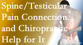 Young Chiropractic shares recent research on the connection of testicular pain to the spine and how chiropractic care helps its relief.