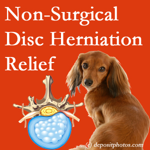 Often, the Easley disc herniation treatment at Young Chiropractic effectively relieves back pain for those with disc herniation. (Veterinarians treat dachshunds’ discs conservatively, too!) 