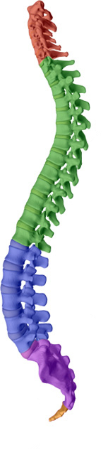 Young Chiropractic aims to help maintain or attain a healthy spine with healthy discs with Easley chiropractic care.