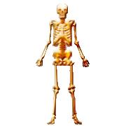 picture of a medical skeleton